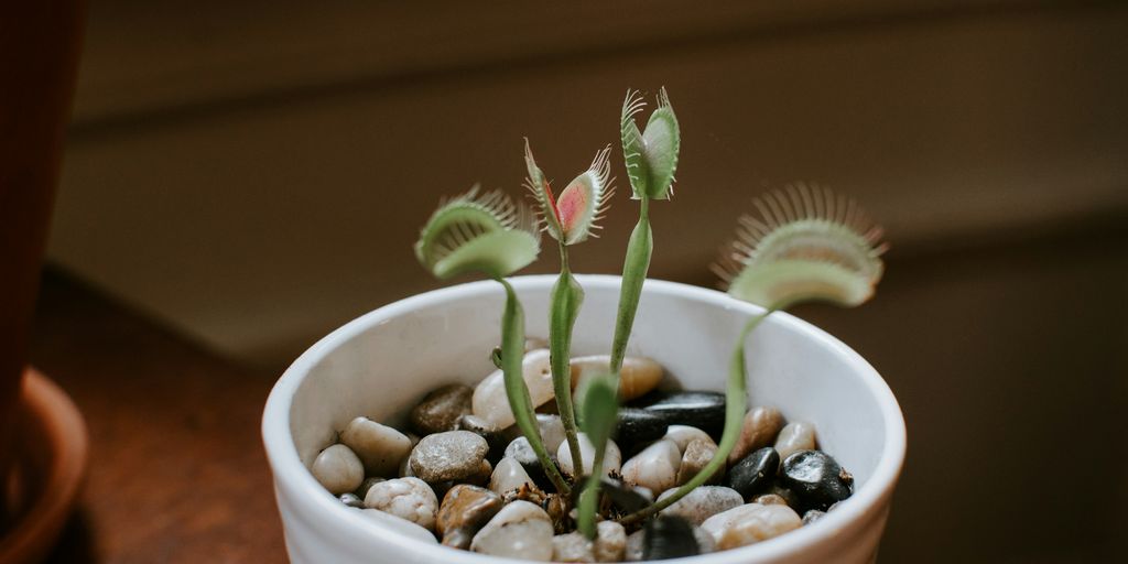 Plant pot