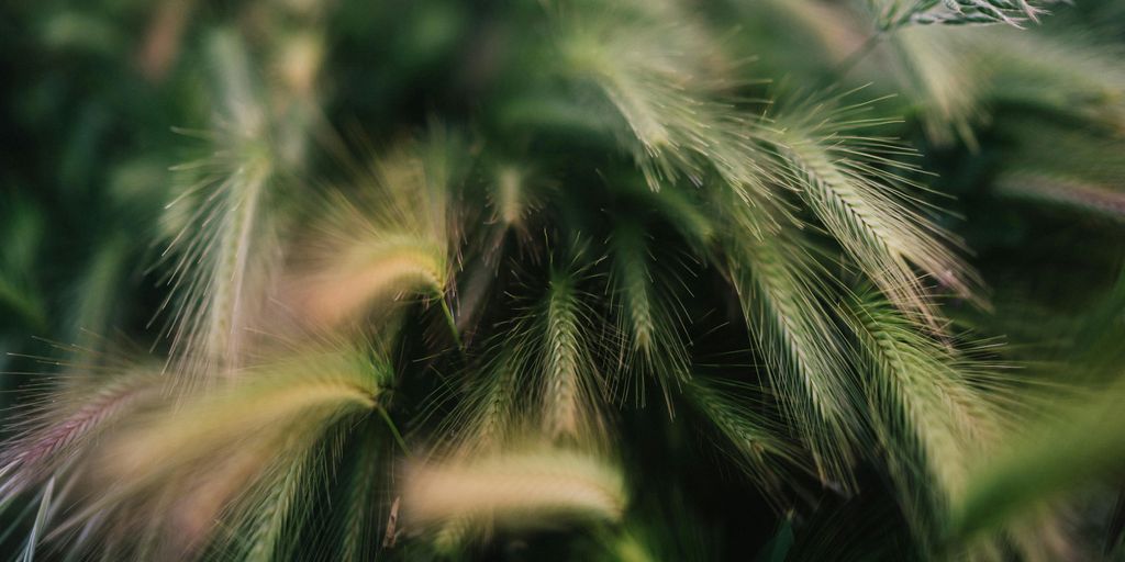Leaves plant