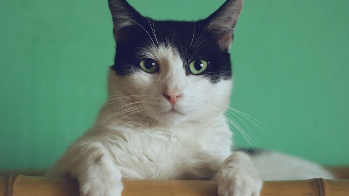 Training Your Siamese Cat: Tips and Techniques