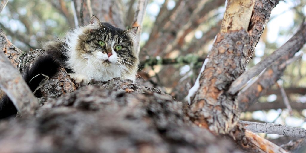 Cat blurry