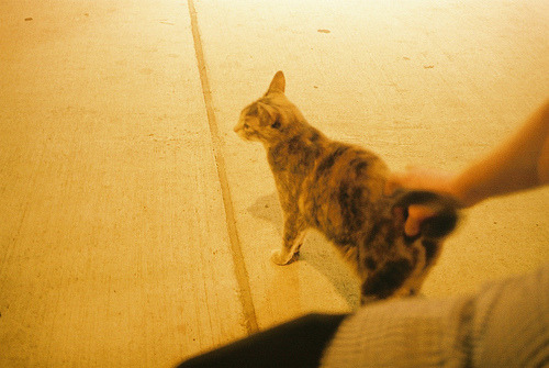Cat for Trupanion direct pay vet list guide