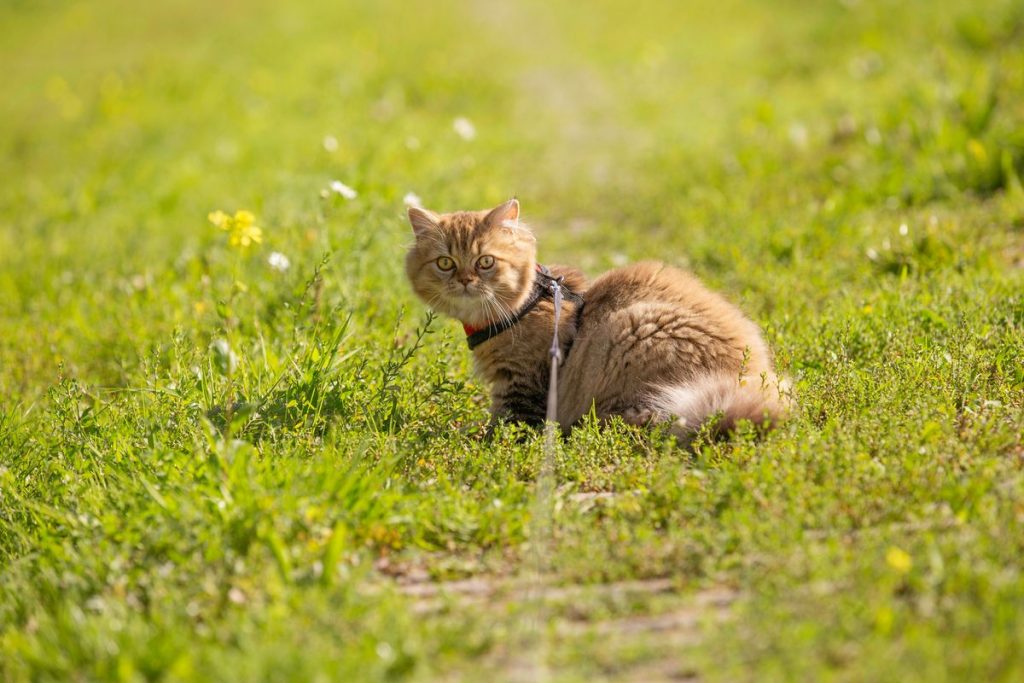 Tabby grass field outdoor cat