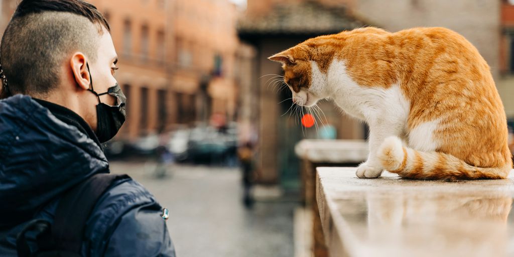Orange white table person cat