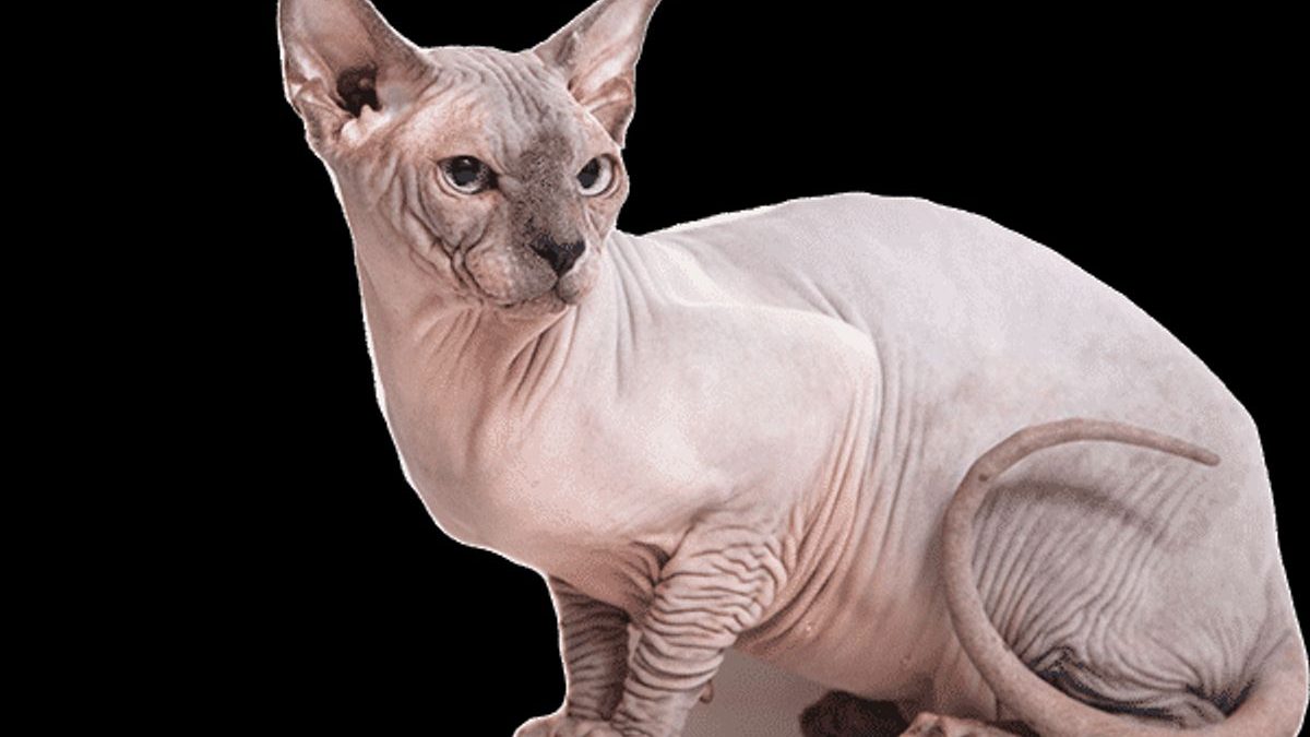 Understanding Bald Spots on Cats: Causes and Treatments
