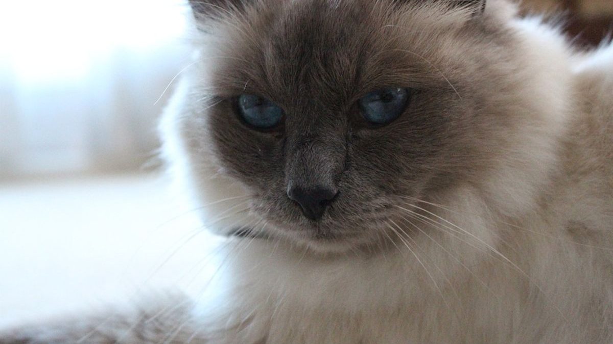 Understanding Cattery Prices: A Guide to Budgeting for Your Cat’s Stay