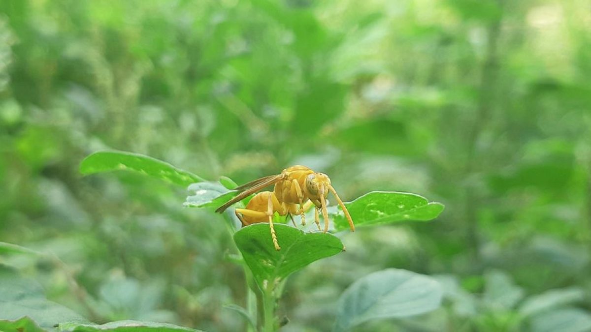 Understanding Wasp Behavior: Impacts on Cats and Kids