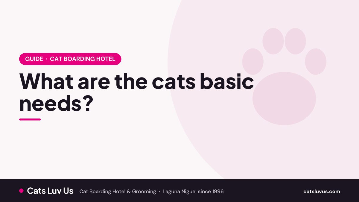 What are the cats basic needs?