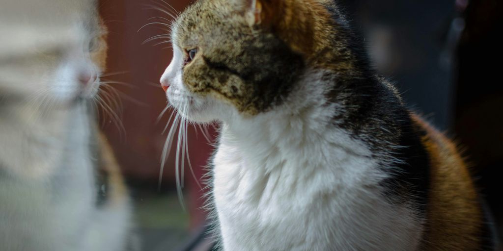 Calico white cat