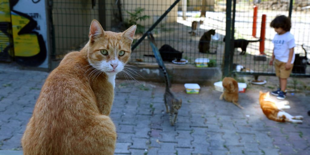 Orange outdoor cafe street cat