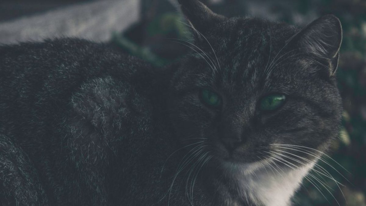 What Cat Breed Was Professor McGonagall?