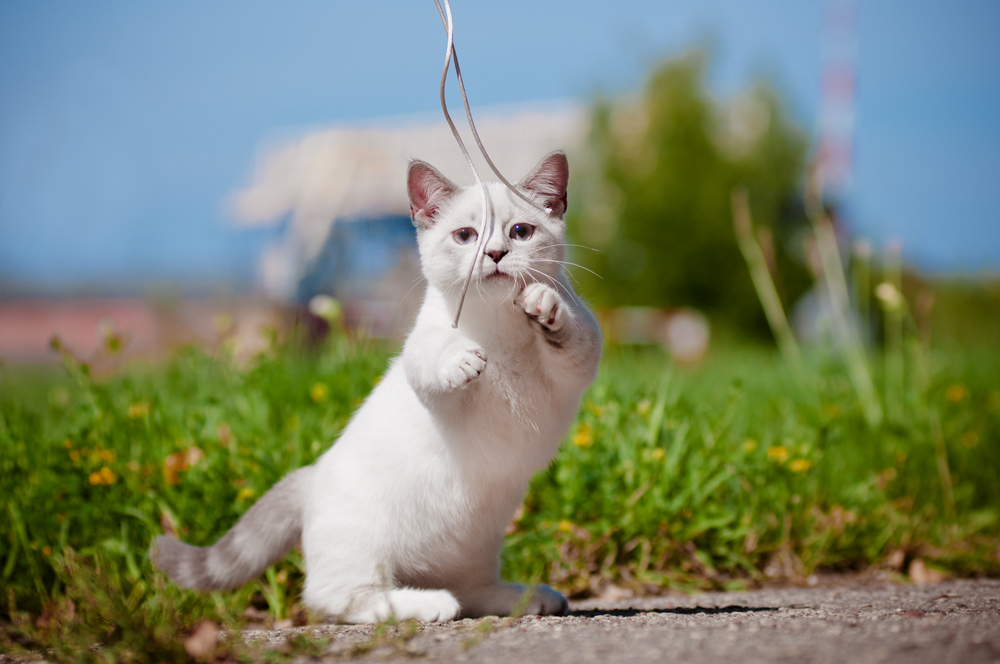 Cat for guide to pet insurance that covers dental