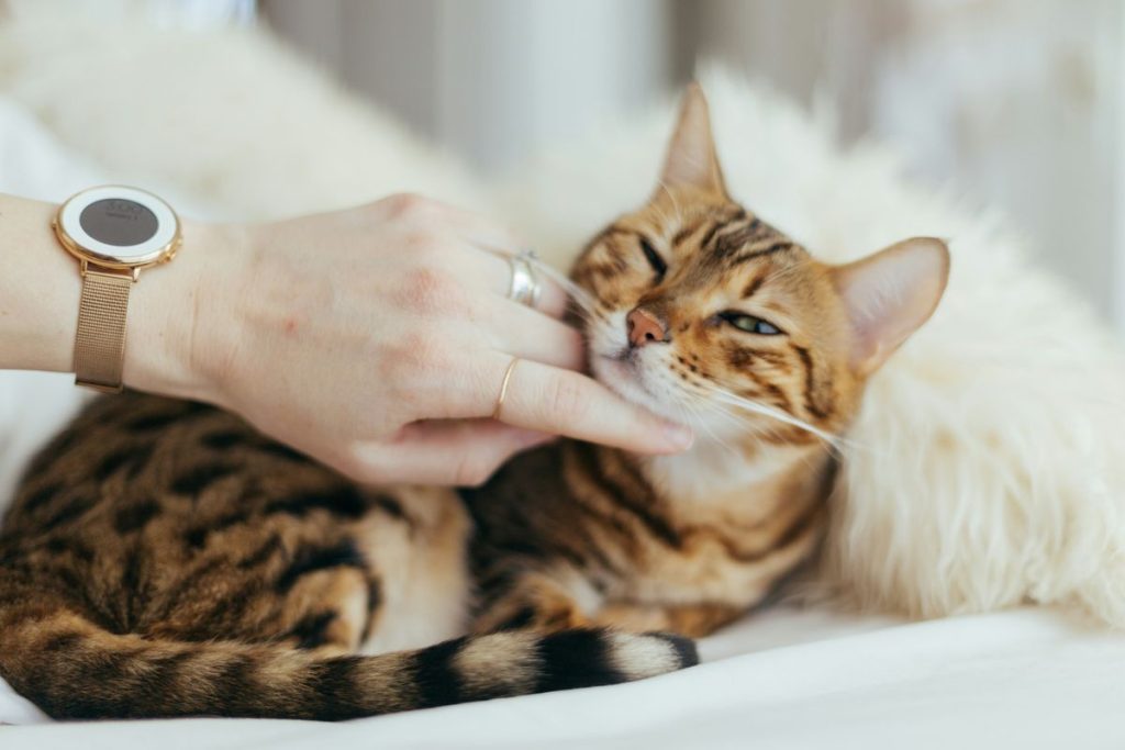 Tabby petting hand lying cat