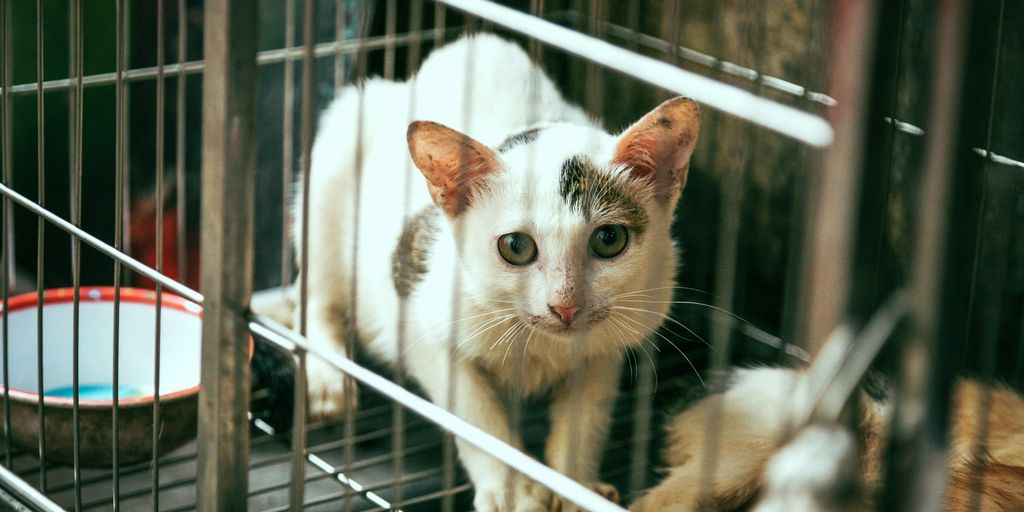 White cat cage shelter