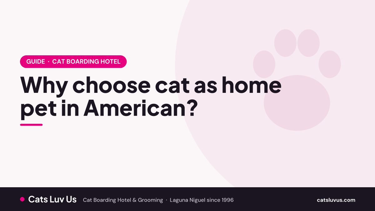 Why choose cat as home pet in American?