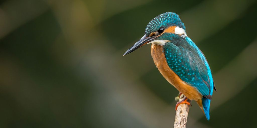 Kingfisher bird