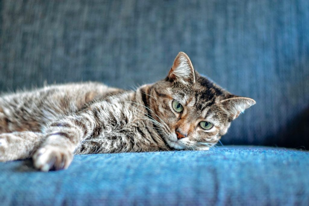 Tabby lying sofa sleeping cat