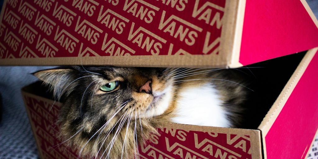 Tabby box cat