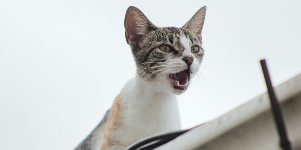 Tabby white meowing cat