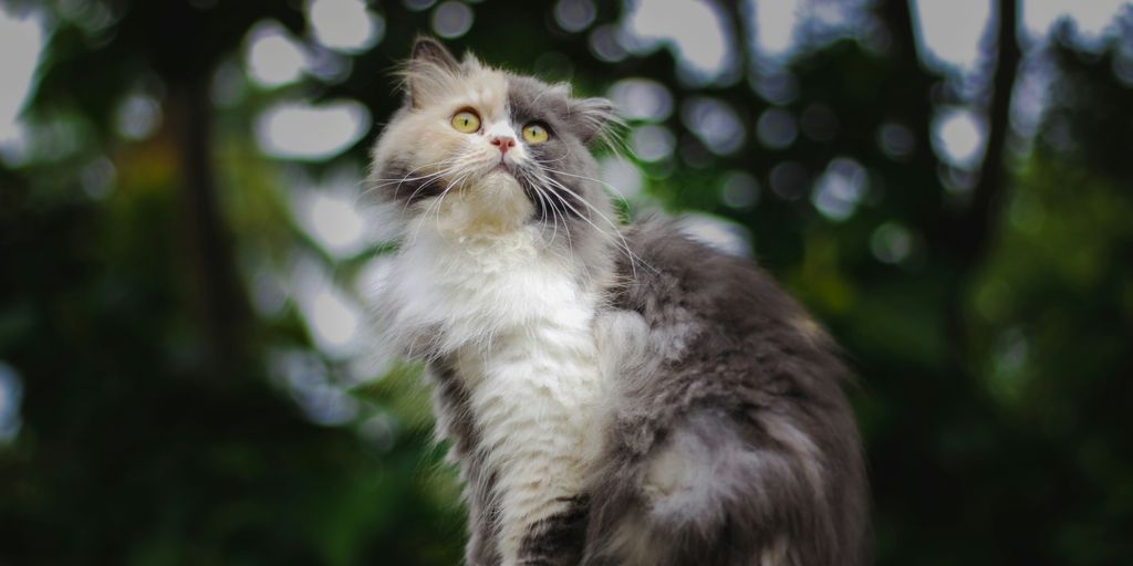 Tabby gray outdoor sitting cat