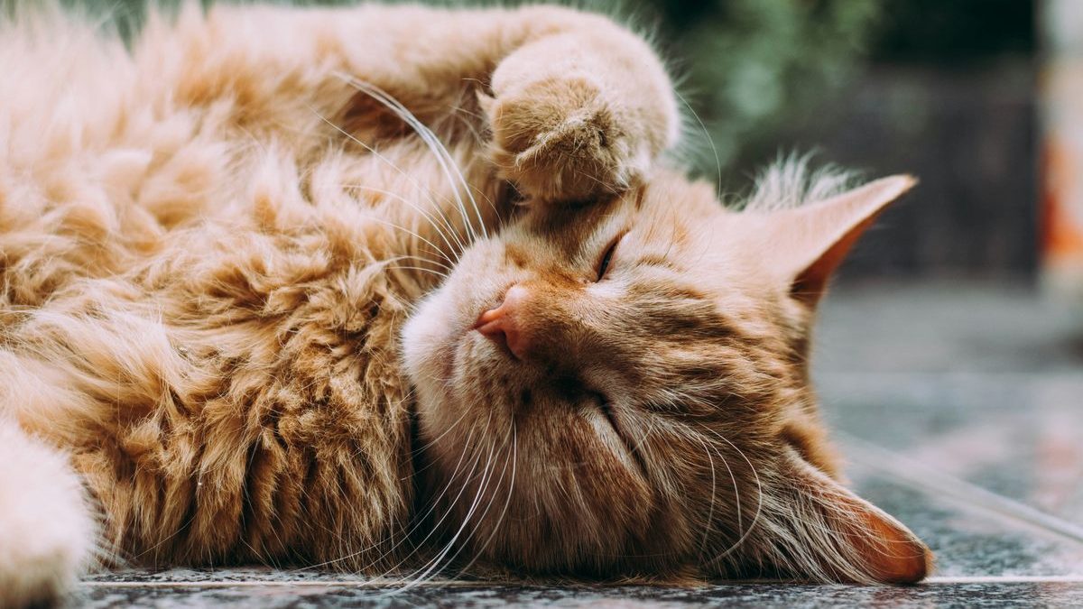 Why Does My Cat Lick Windows and Screens? Unraveling the Mystery