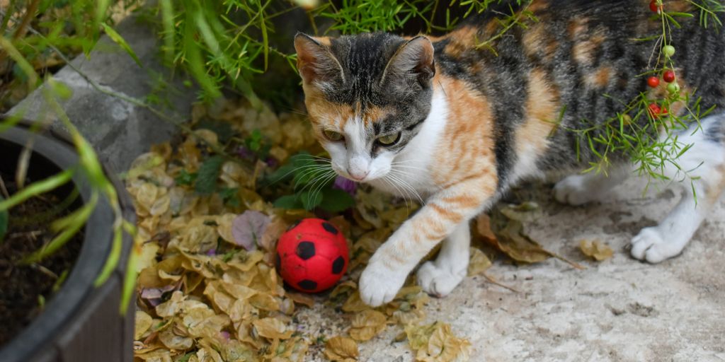 Calico outdoor lying cat