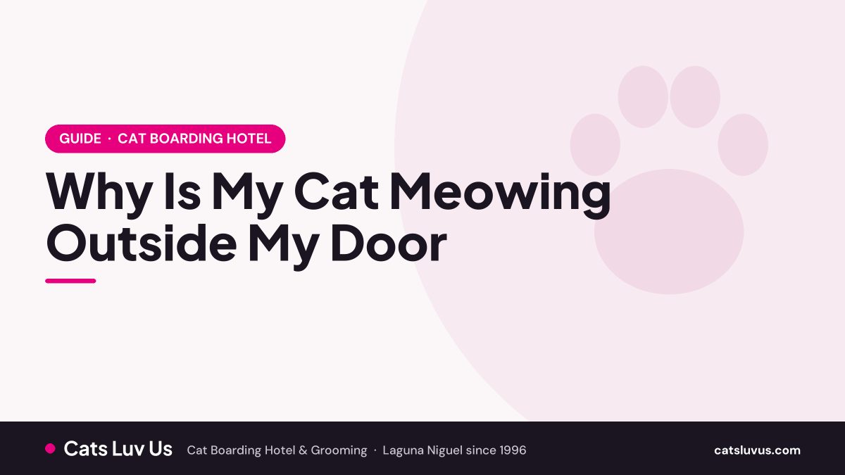 Why Is My Cat Meowing Outside My Door