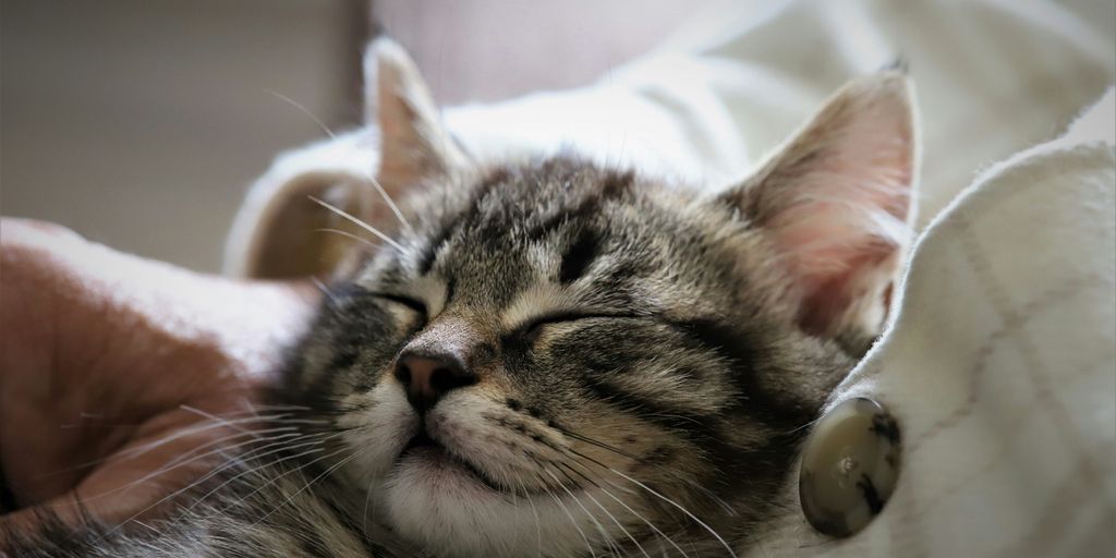 Tabby lying face cat