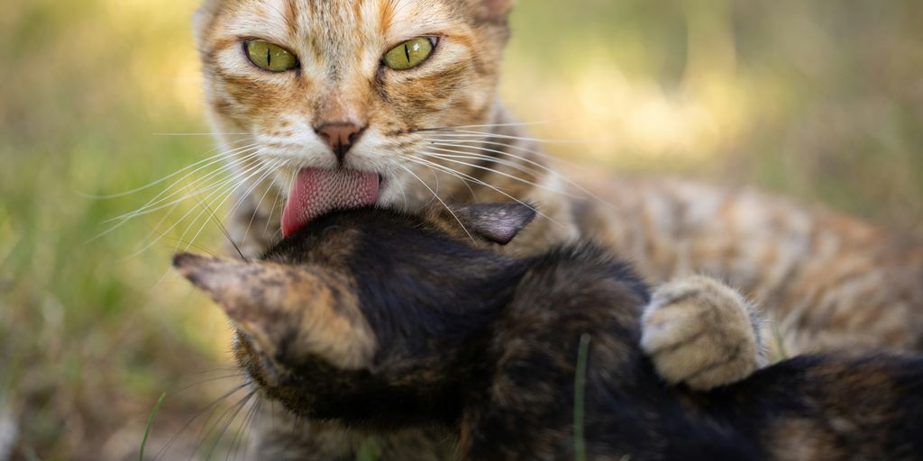 Tabby cats two playing