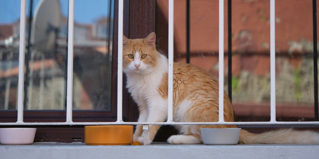 Orange balcony window cat