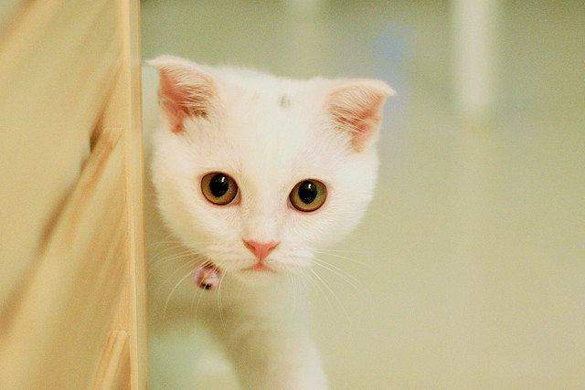Cat for worst pet insurance companies review