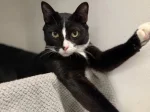 Turbo prepping for his modeling career