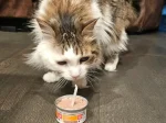Happy Birthday Boots