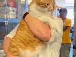 Apollo the sweet orange boy