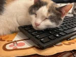 Sleeping on the job