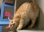 Guest at Cats Luv Us