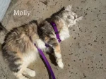 Molly enjoying the sun and a little walk