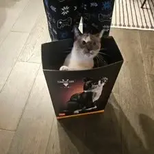 When your cat thinks she's a lego set.