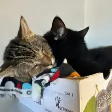 Guest at Cats Luv Us