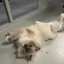 Guest at Cats Luv Us