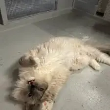 Guest at Cats Luv Us