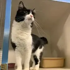 Penni