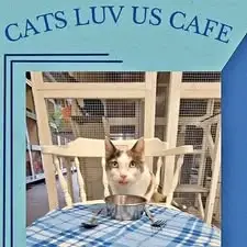 Guest at Cats Luv Us