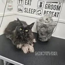 Meowner's monthly de-shed 🖤🤍🖤🤍🖤