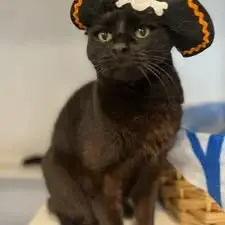 Guest at Cats Luv Us