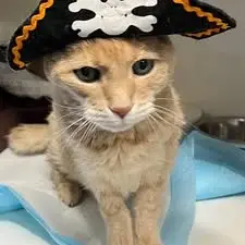 Guest at Cats Luv Us