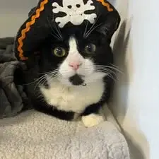 Guest at Cats Luv Us