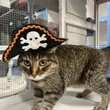 Guest at Cats Luv Us