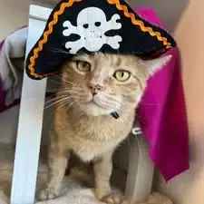 Guest at Cats Luv Us
