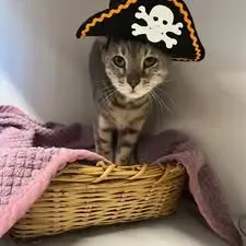 Guest at Cats Luv Us