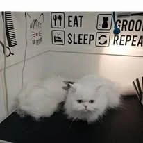 Cats Luv Us grooming photo 1